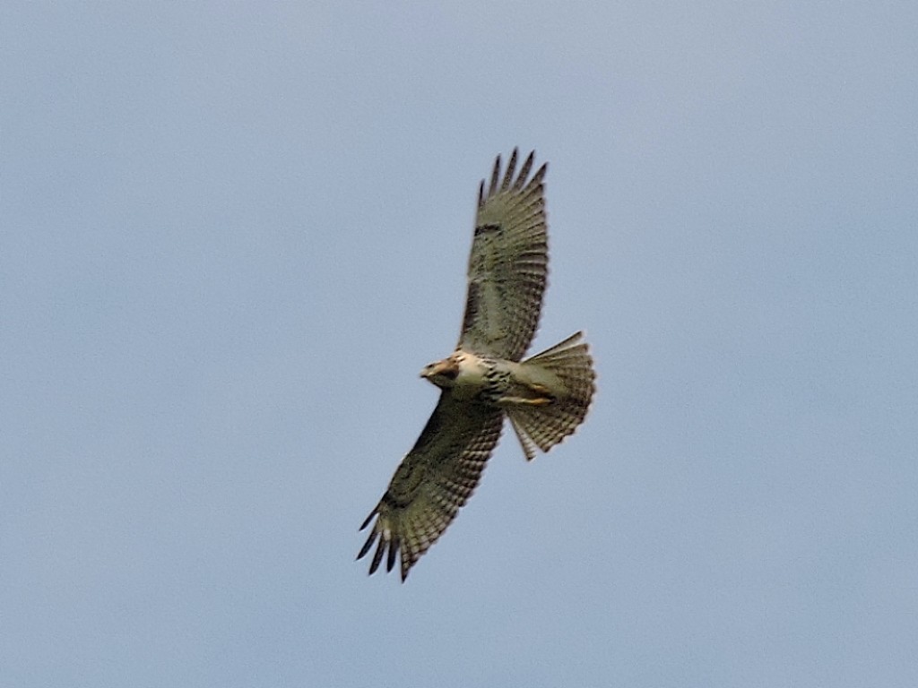 Red-tailed Hawk - ML477203421
