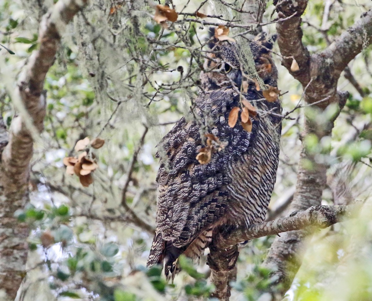 Great Horned Owl - ML477204141