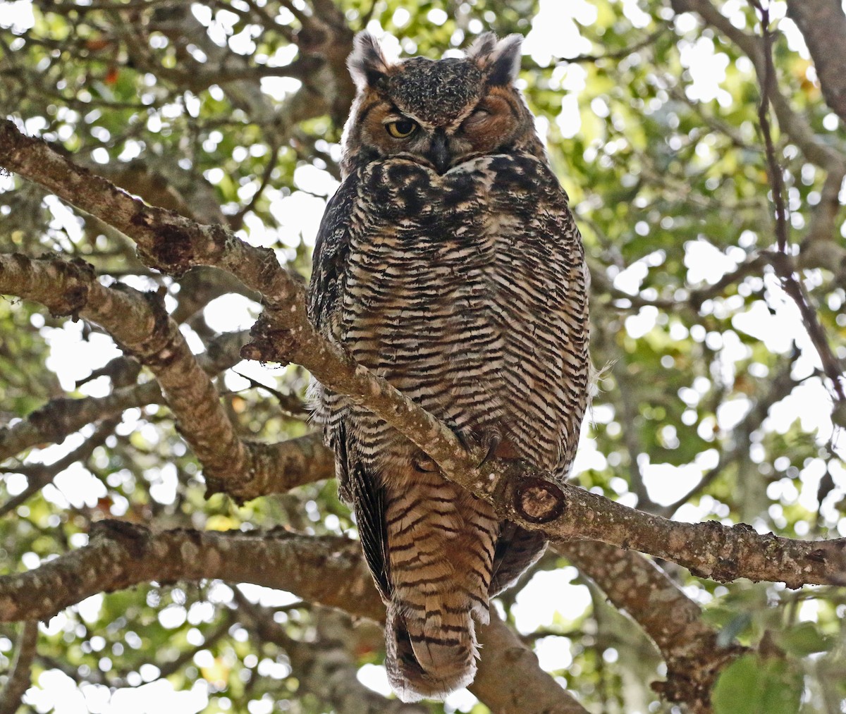 Great Horned Owl - ML477204301