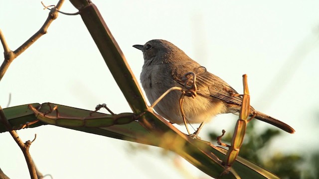 Brown-tailed Chat - ML477206