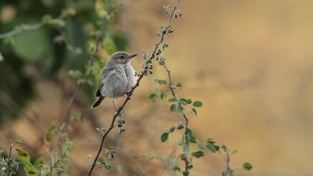 Brown-tailed Chat - ML477207
