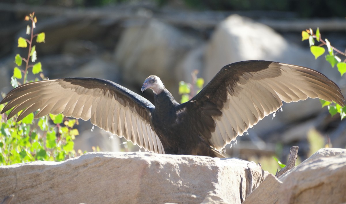 Turkey Vulture - Brenda Wright