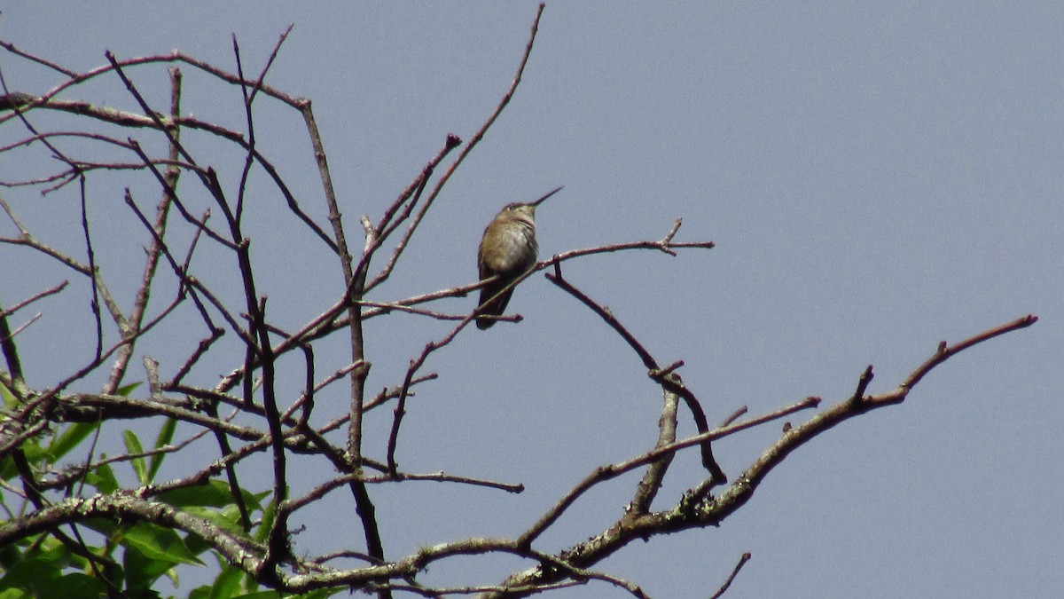 Azure-crowned Hummingbird - ML477208531