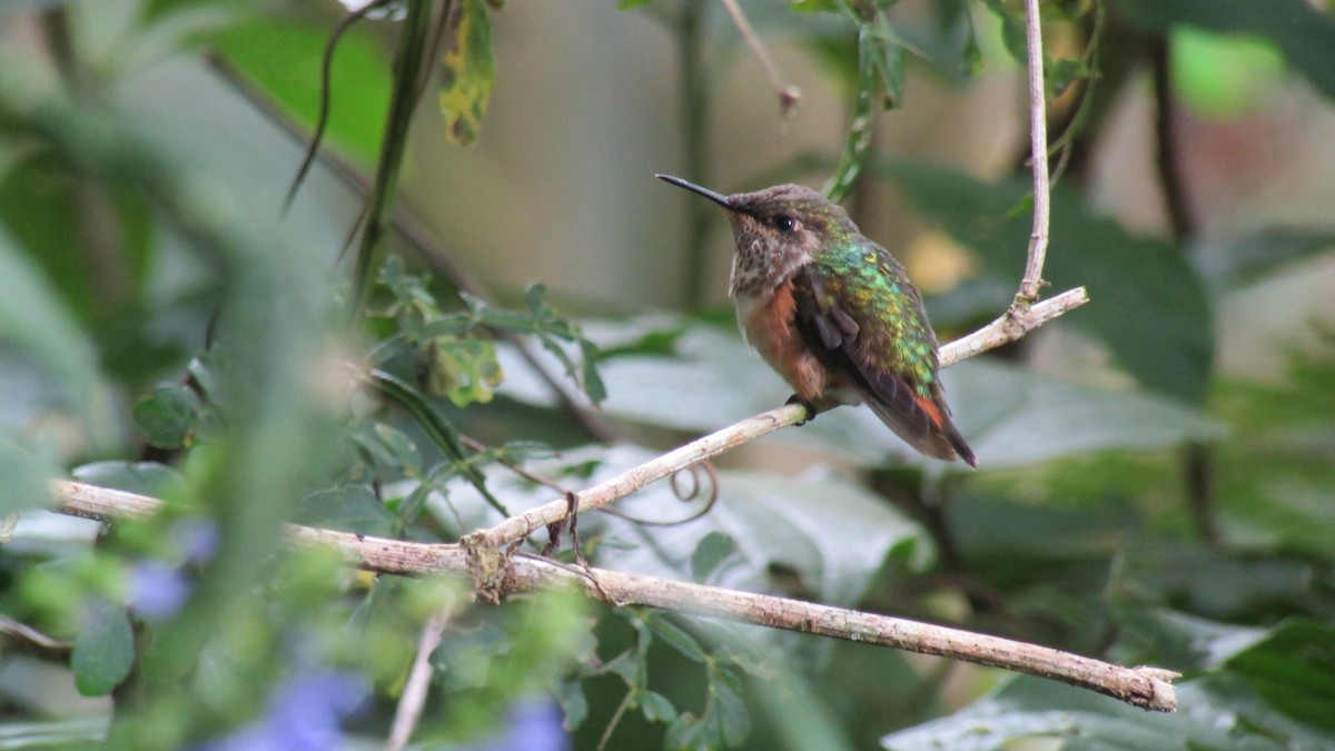 Wine-throated Hummingbird - ML477210831