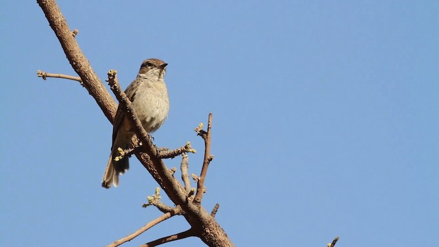 Brown-tailed Chat - ML477214