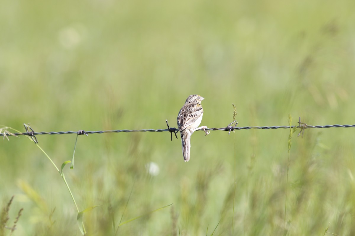 Grasshopper Sparrow - ML477214961