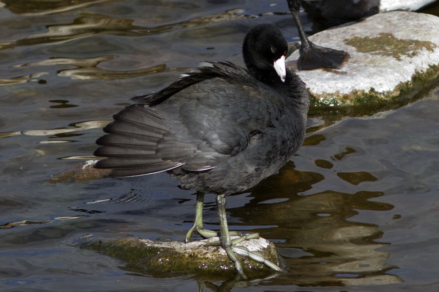 American Coot (Red-shielded) - ML47721581