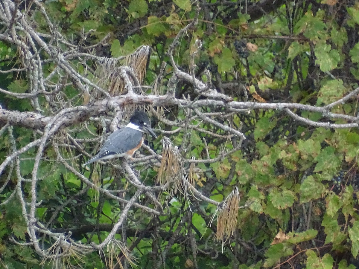Belted Kingfisher - ML477219061