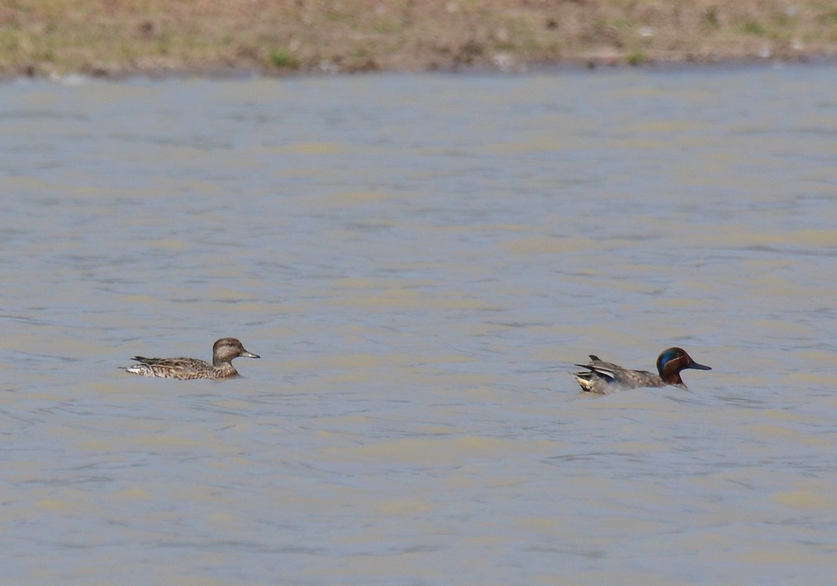 Green-winged Teal - ML47721911