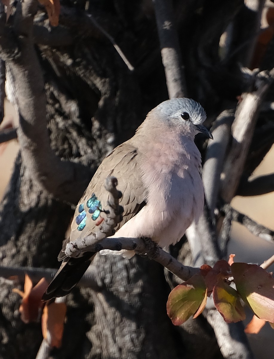 Emerald-spotted Wood-Dove - Anita Gould