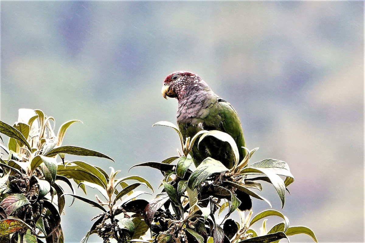 Speckle-faced Parrot - ML477223321
