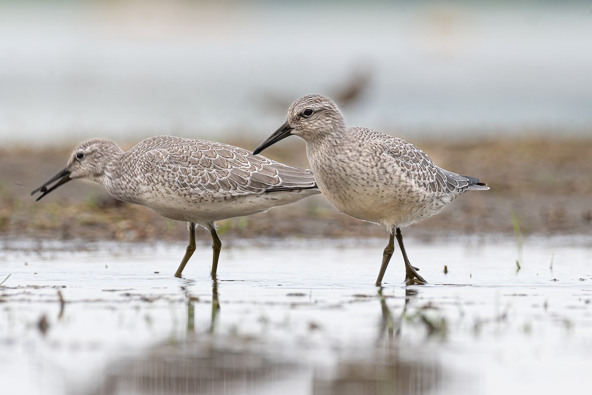 Red Knot - ML477227901