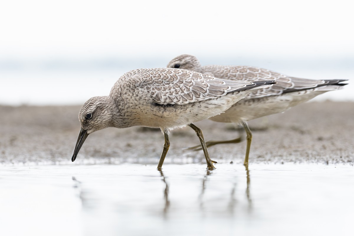 Red Knot - ML477227911