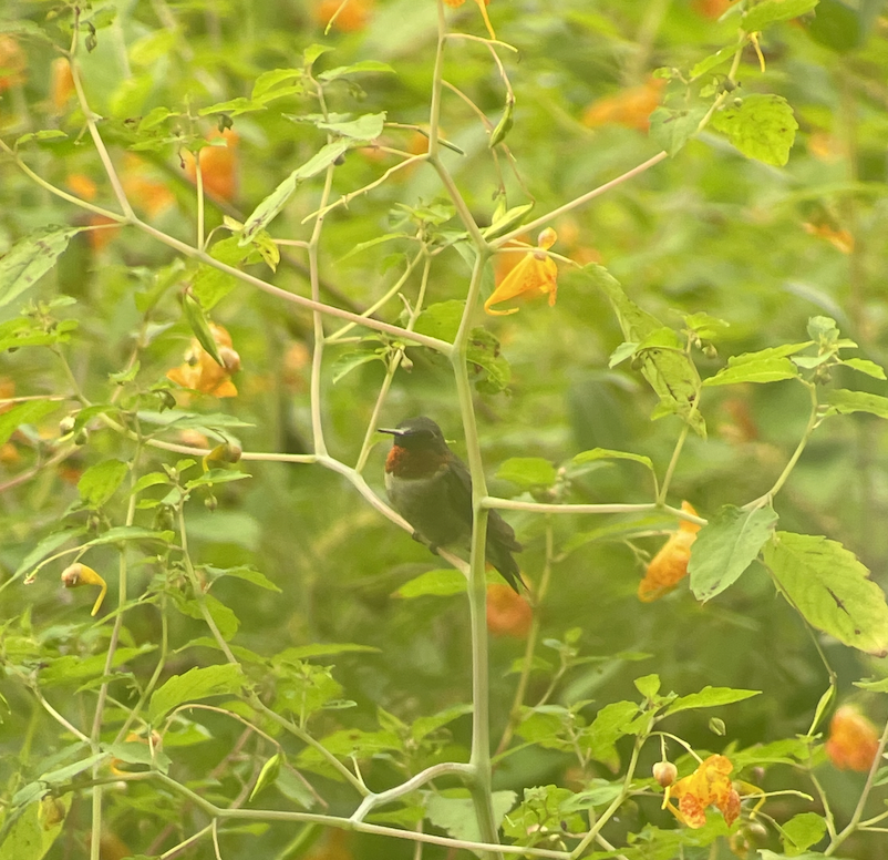 Ruby-throated Hummingbird - ML477230271