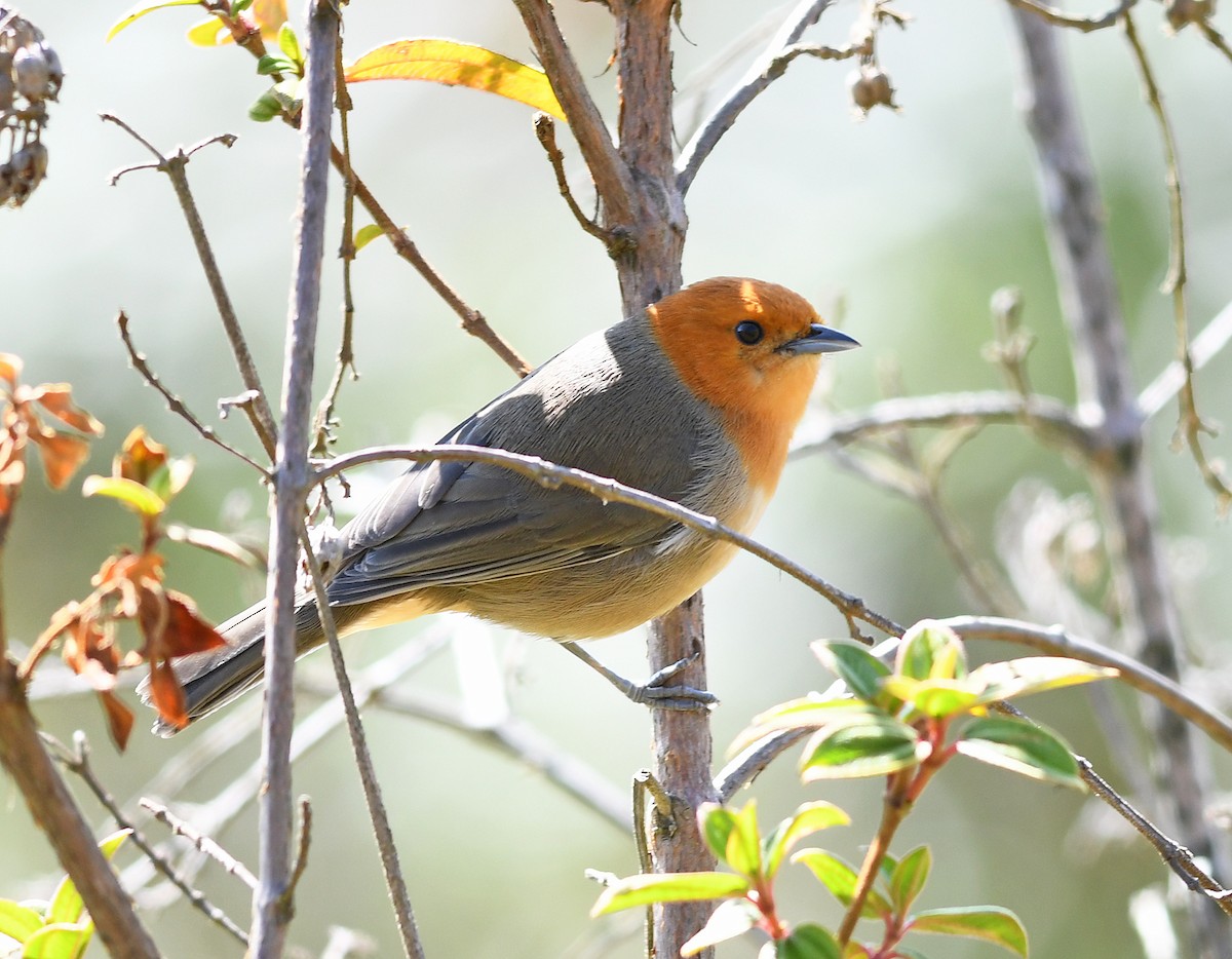 Brown-flanked Tanager - ML477238361