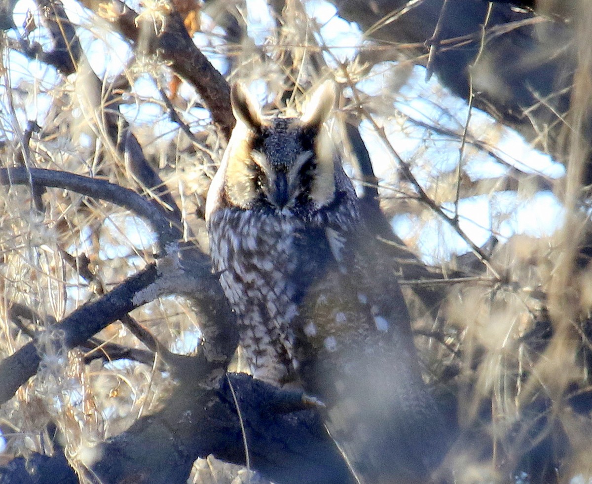 Long-eared Owl - ML47724451