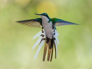  - Black-eared Fairy