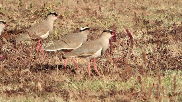Crowned Lapwing - ML477245