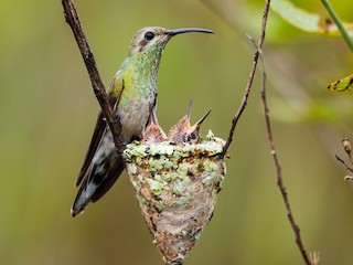  - White-tailed Goldenthroat