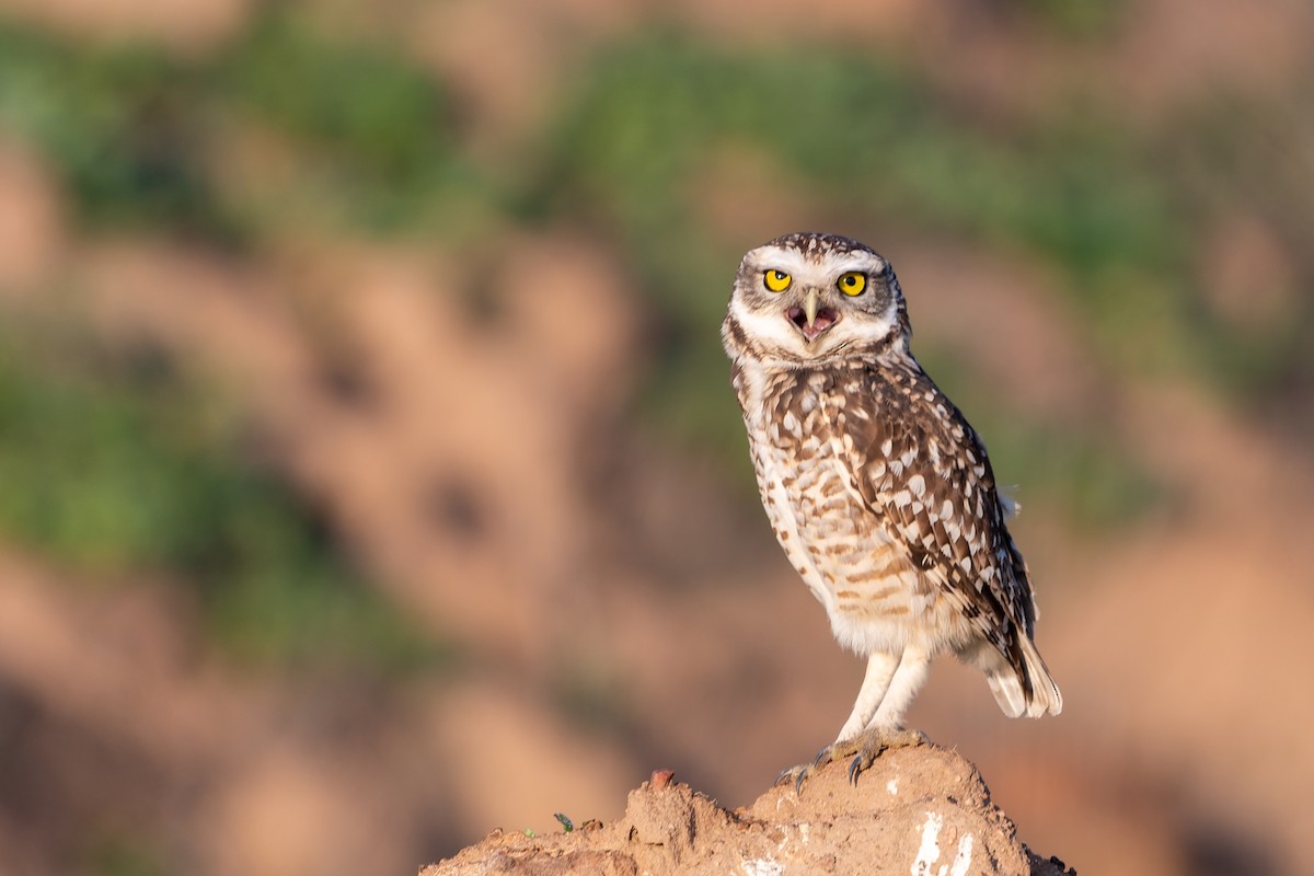 Burrowing Owl - ML477246691