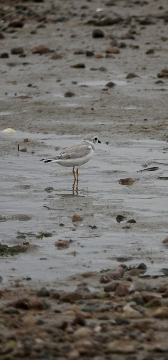 Piping Plover - ML477247631