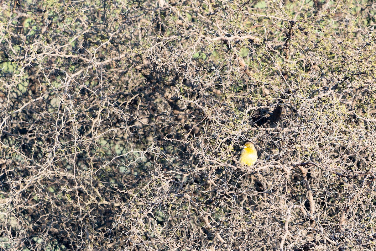 Grassland Yellow-Finch - ML477247801