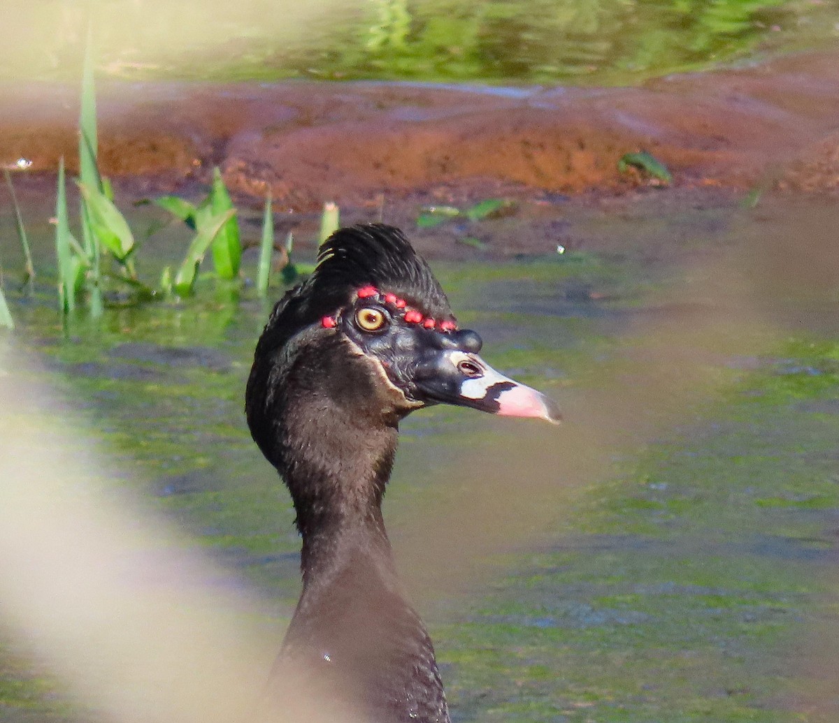 Muscovy Duck - Fernando Pocho Cabral / Birding Iguazu