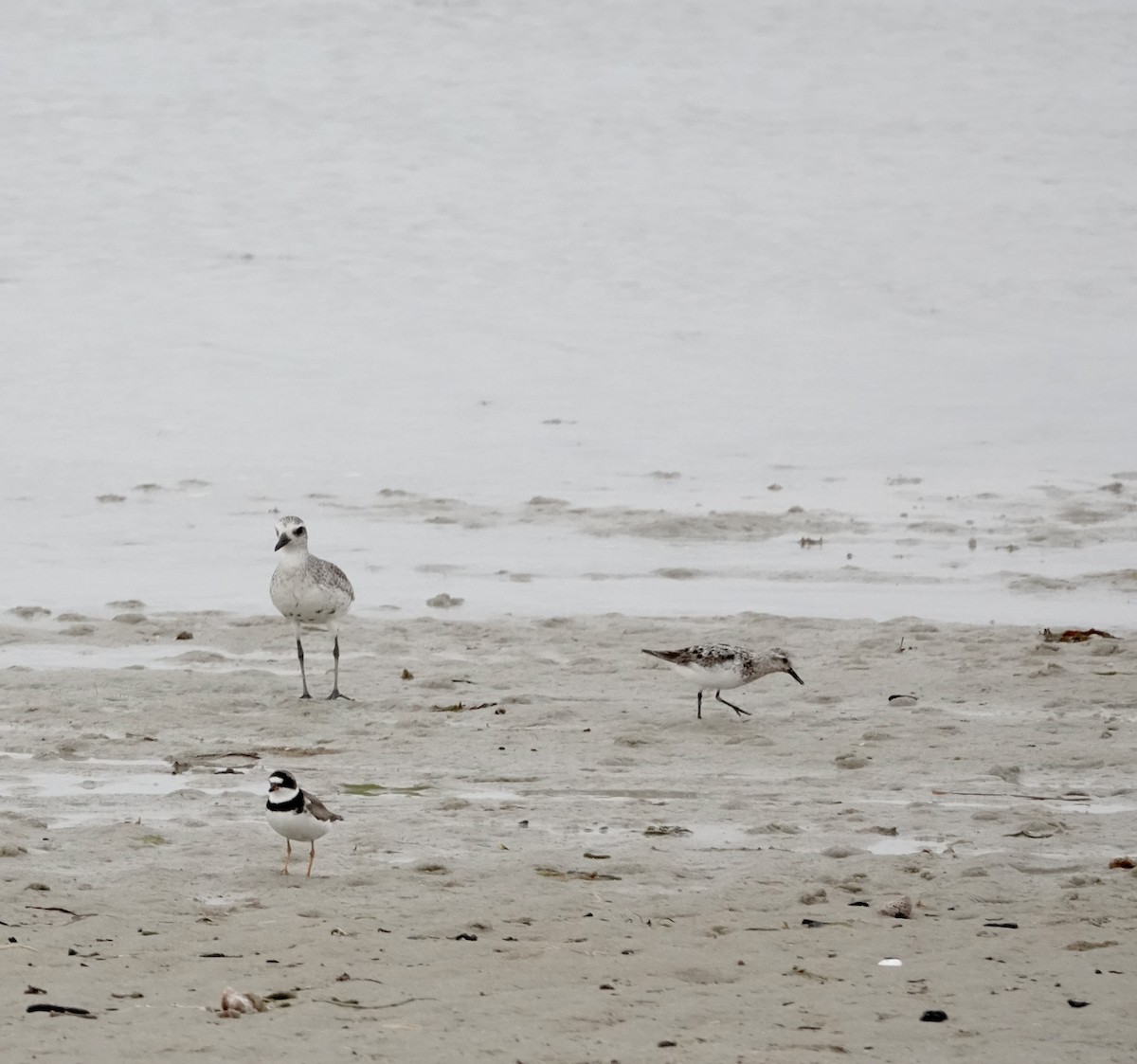 Semipalmated Plover - ML477248441