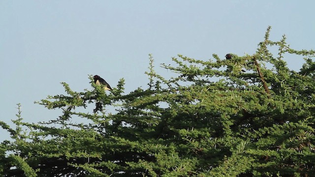 Magpie Starling - ML477250