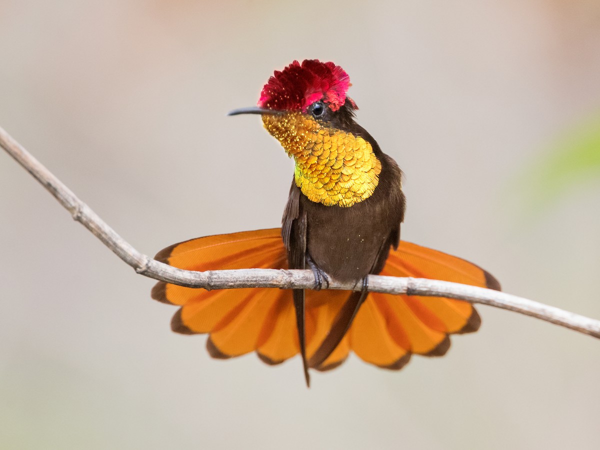 Ruby-topaz Hummingbird - eBird