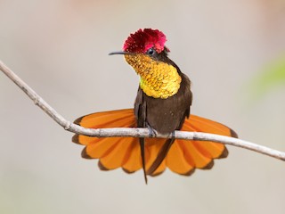  - Ruby-topaz Hummingbird