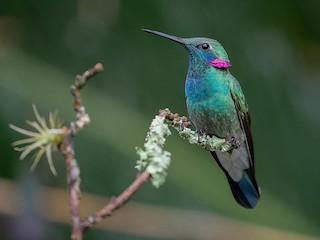 Birds of the World - Colibri