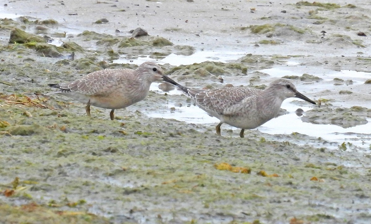 Red Knot - ML477255031