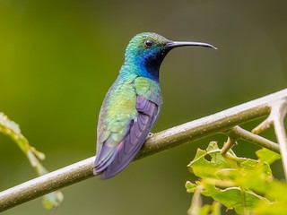 Black-throated Mango - Anthracothorax nigricollis - Birds of the World