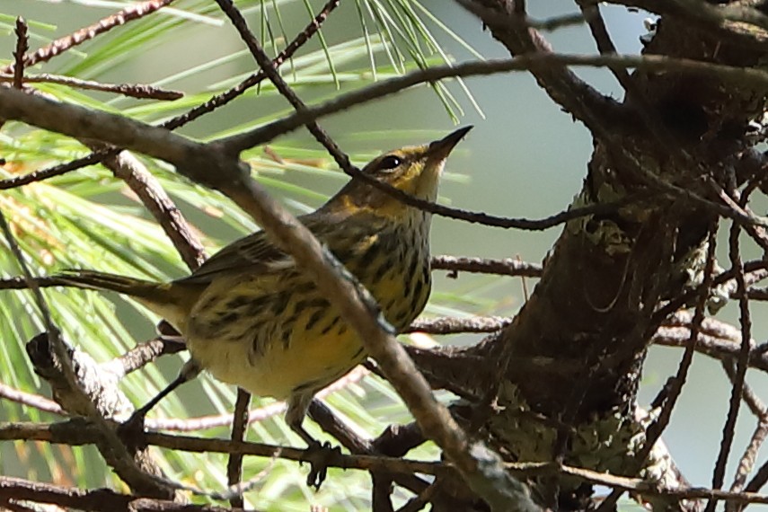 Cape May Warbler - ML477260351