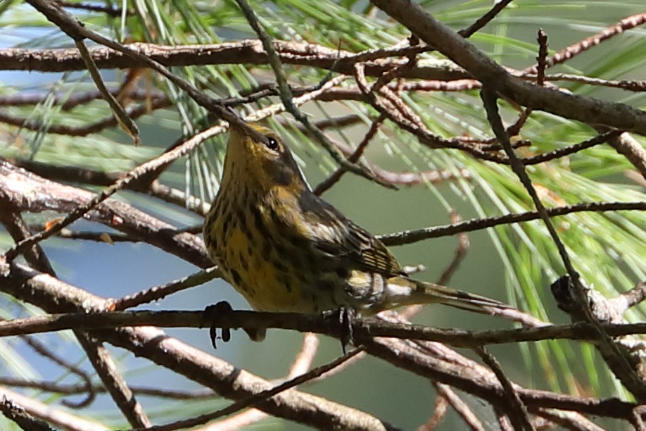 Cape May Warbler - ML477260381
