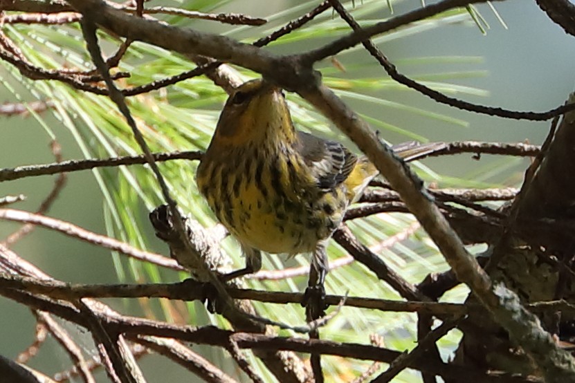 Cape May Warbler - ML477260391