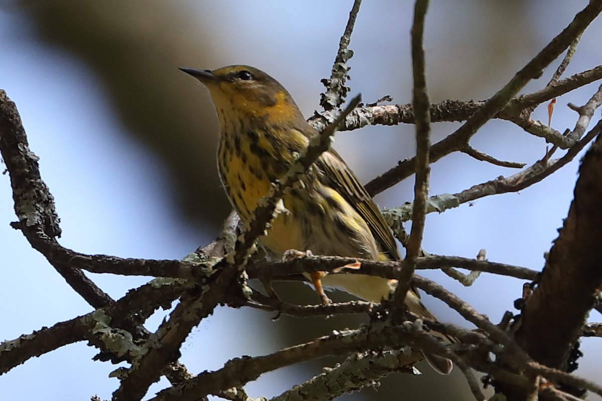 Cape May Warbler - ML477260401