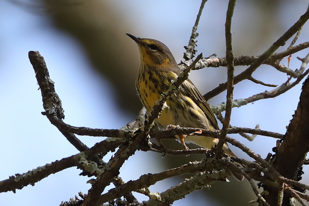 Cape May Warbler - ML477260411