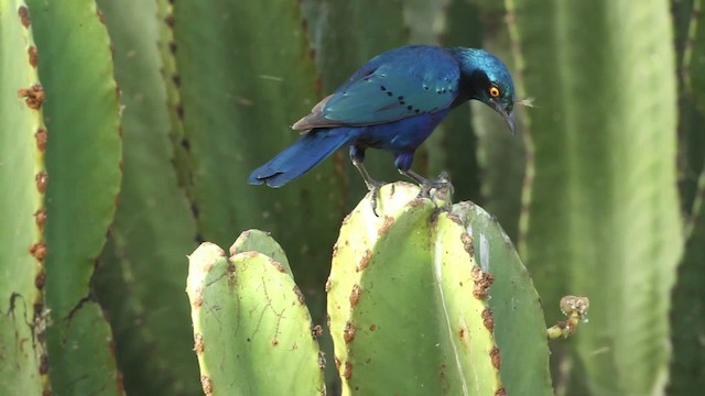 Greater Blue-eared Starling - ML477265