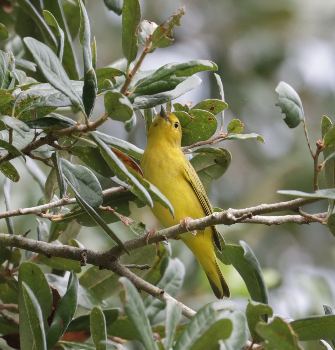 Yellow Warbler - Juli deGrummond