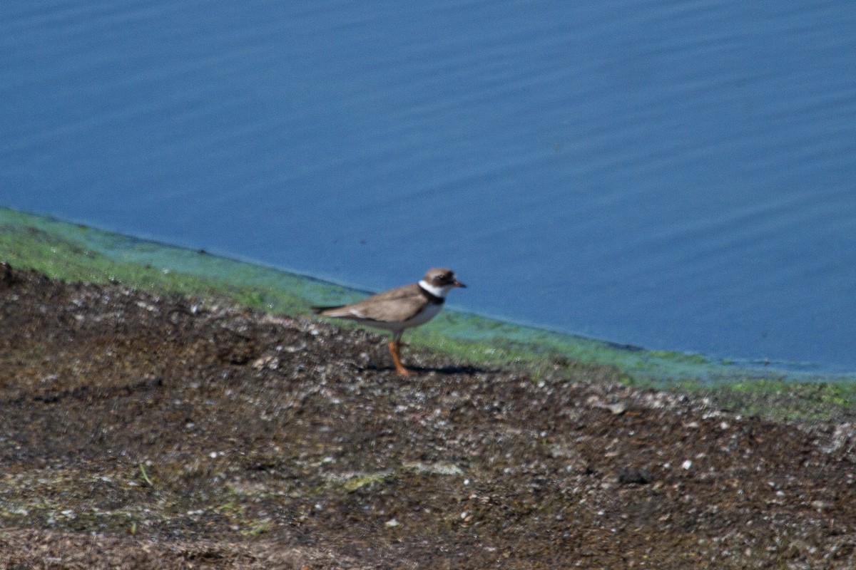 Semipalmated Plover - ML477267491