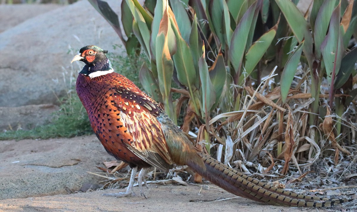 Ring-necked Pheasant - Butch Carter