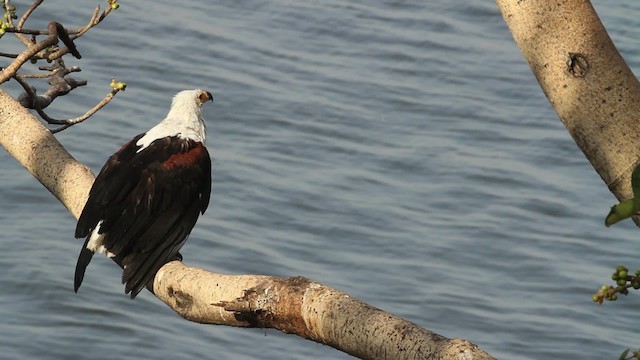 African Fish-Eagle - ML477270