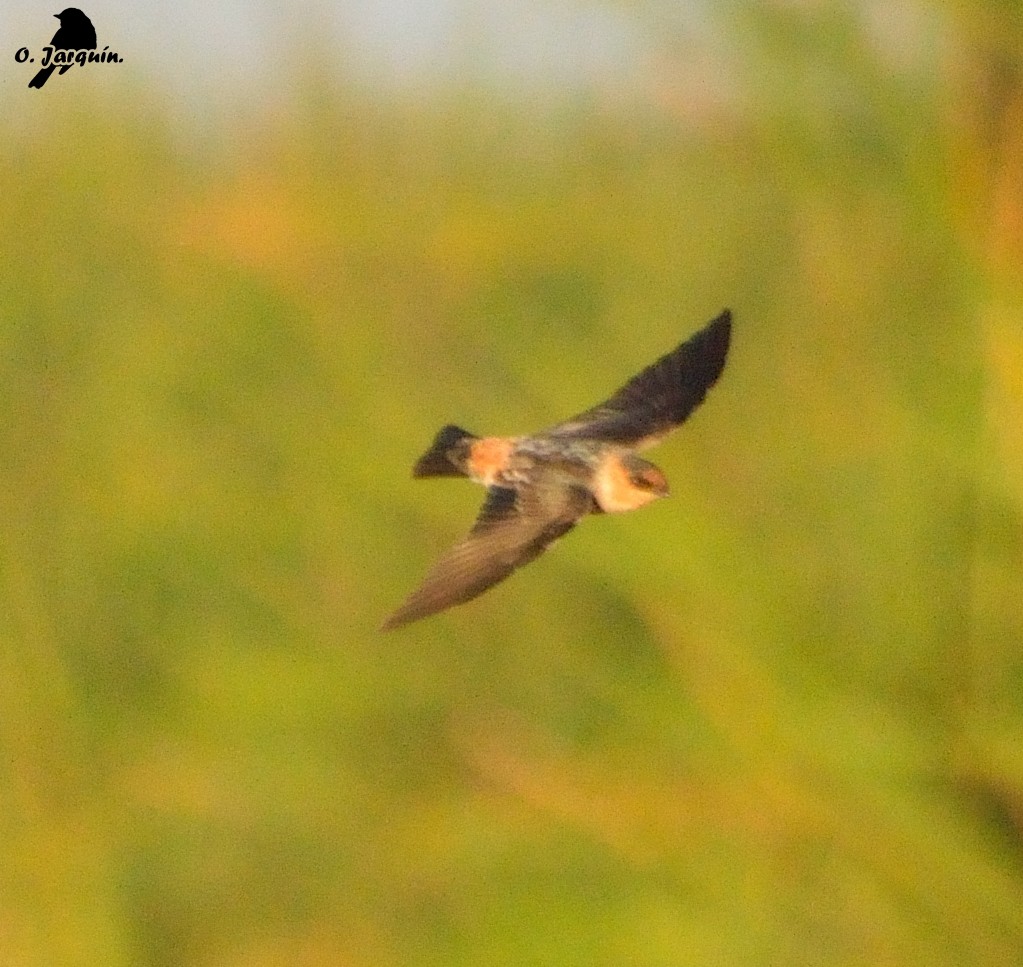 Cave Swallow - ML47727291