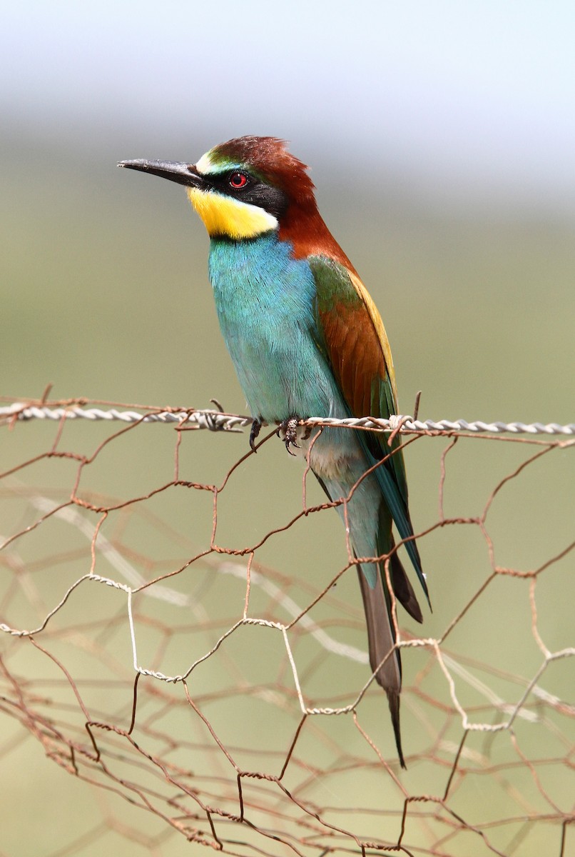 European Bee-eater - ML47727461