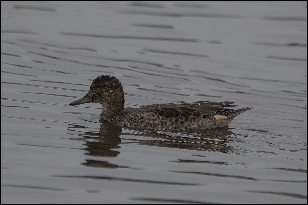 Green-winged Teal - ML477275021