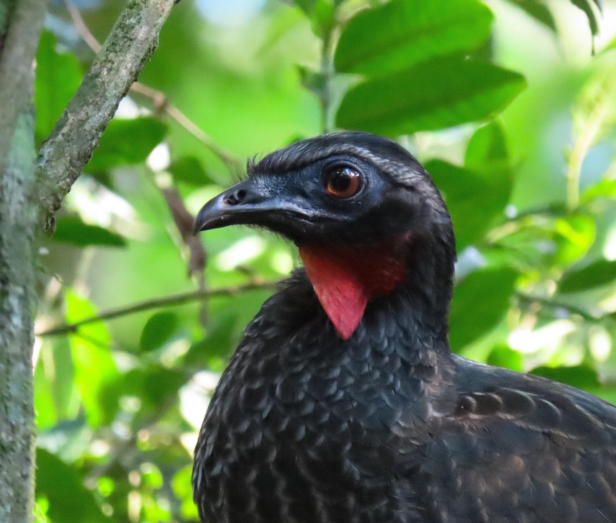 Rusty-margined Guan - Fernando Pocho Cabral / Birding Iguazu