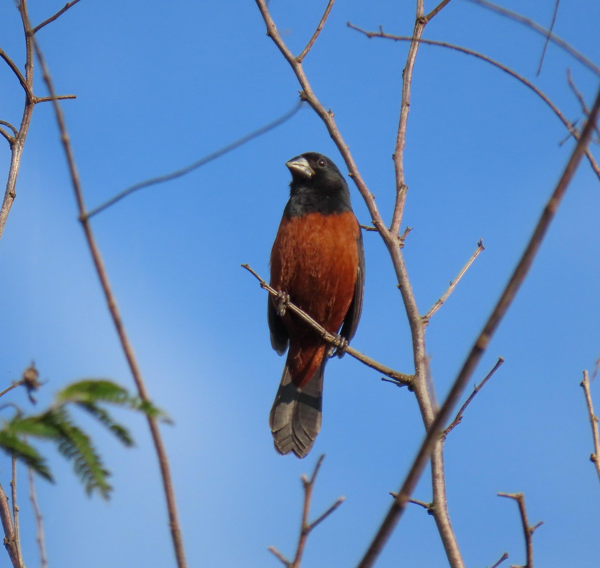 Chestnut-bellied Seed-Finch - Fernando Pocho Cabral / Birding Iguazu
