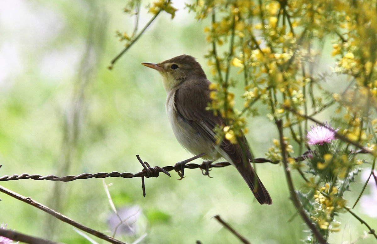 Melodious Warbler - ML47727661